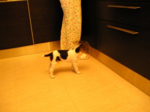 Gyorsan mozog, nehéz fotózni, láb alatt van. Mi az?