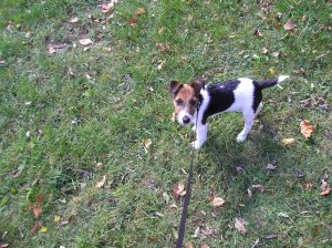 Szigorúan pórázon...