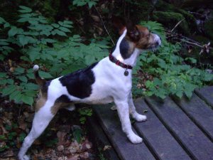 Csak bátran gyere utánam...