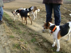 Számomra is hihetetlen, de mindegyikük mamája ugyanaz a foxi...