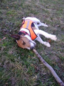 Botozás és rét, tökéletes kombináció...