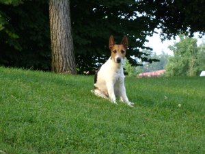 Szelíd és jóságos...