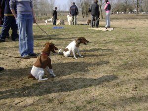 Mit néznek, megint?