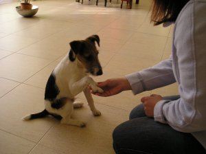 A kutyámmal élek...