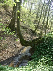 A varázslatos erdei körünk...