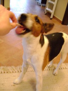 Kedvesen kínálgatom...