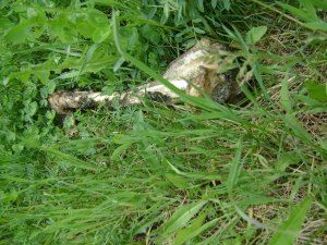 Bűzlő, őzláb... / Nem gomba. :-) /