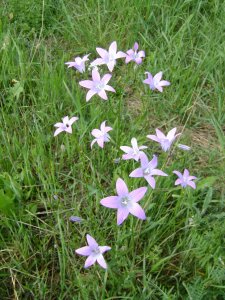 Nem tudom mi ez, de nekem tetszik...