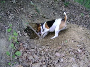 Merülésre felkészülni...