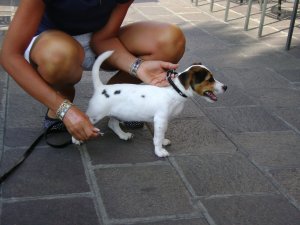 Ilyesmi kutyus volt, bár Ő itt Rómeó, és gazdis..