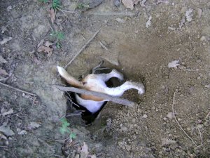 A kedvenc sportja...