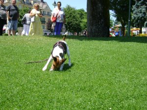 Rajongók veszik körül...