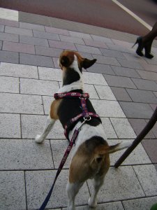 Vacsorára várva, és az utcát kémélelve..