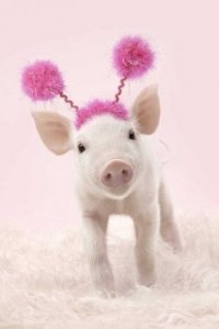 Gazdi már rózsaszínben látta a világot...