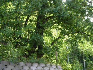 A tölgyfa a határ, utána már a szomszéd kerítése, és a vizslák háza jön..