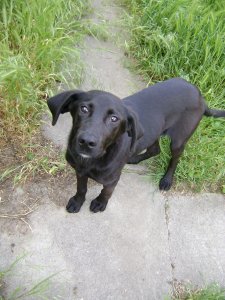 Én, már igazi Gazdinál vagyok...