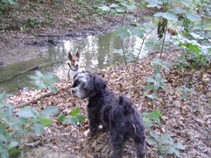 Aki nem lép vízbe...