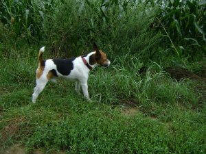 Ott biztos van valami...