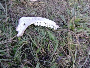 Mi ez? És fiú vagy lány?