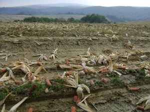 Ennyi maradt a kukoricából...