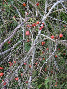 Ebből, pedig lekvár lesz...