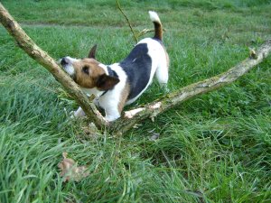 A Mester méretre vág...