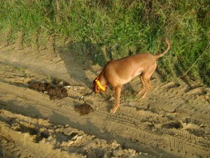 Elfogyott a jutifalat, nem?