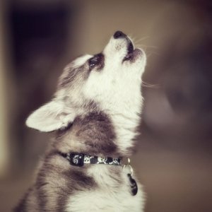 Spy ezt nyomta a haverjaival, az utca többi kutyájával...