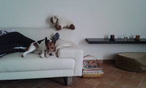 Még vigyázok Gazdira...