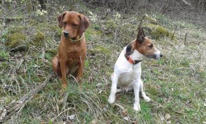 Petra kutyusa és Spy...