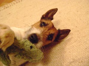 Cápasrác vs. krokodil...