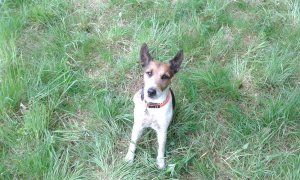 Ez a képe, mutatom...