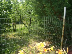 A kert végében, a cseresznyefa alatt...