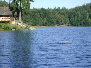 Menekül a madár család...
