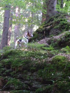 Mindig ugrásra készen...