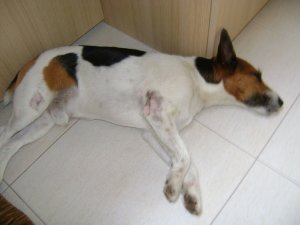 Alvás reggel, délben és este... Még sebesen.