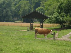 A szomszédok közül egy...