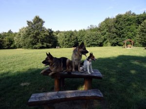 Csoportosan, magaslesen...