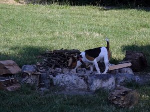 Finom szalonnabőr...