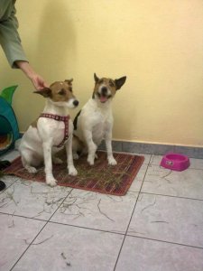 Maya,Gracie,Liszt és Spyke :-)