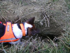 A "C" lépcsőház...