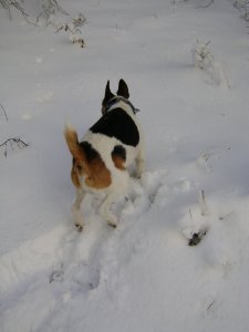 Vadak után, hegynek fel!