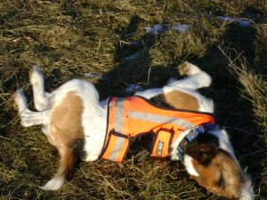 Parfümözés közben...