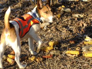 Ezt a rokonaim szeretik, a varacskosok...