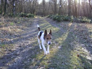 Útban a vadetető felé...