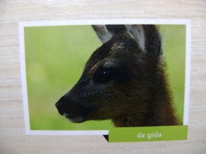 Reggelente, látom élőben is...