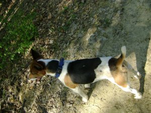 Nem a saját foltja...