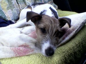 Szép fülű picikém...