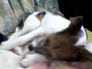 Variációk alvásra...