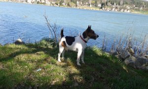 Csurom vizesen, hajnalban...